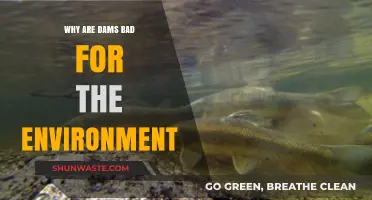 Dams' Environmental Impact: Disrupting Ecosystems and Harming Biodiversity