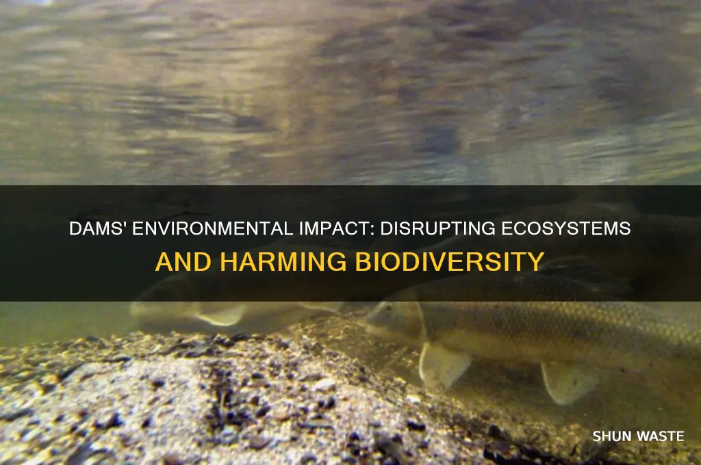 why are dams bad for the environment