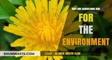 Dandelions' Dark Side: Uncovering Their Negative Environmental Impact