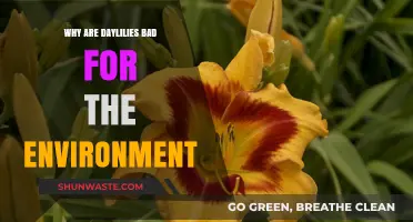 Daylilies' Dark Side: Environmental Impact and Invasive Concerns Explained