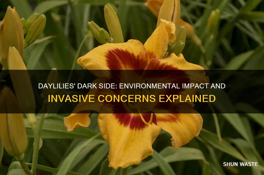 why are daylilies bad for the environment