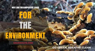 Decomposers: Nature's Cleanup Crew and Their Eco-Friendly Impact
