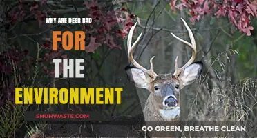 Deer Overpopulation: Harmful Impacts on Ecosystems and Biodiversity Explained