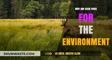 Deer's Eco-Impact: Boosting Biodiversity and Forest Health Naturally