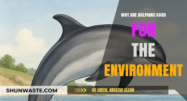 Dolphins' Vital Role in Maintaining Healthy Marine Ecosystems Explained