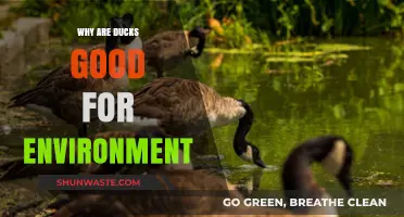 Ducks: Eco-Friendly Heroes Boosting Wetlands and Biodiversity Naturally
