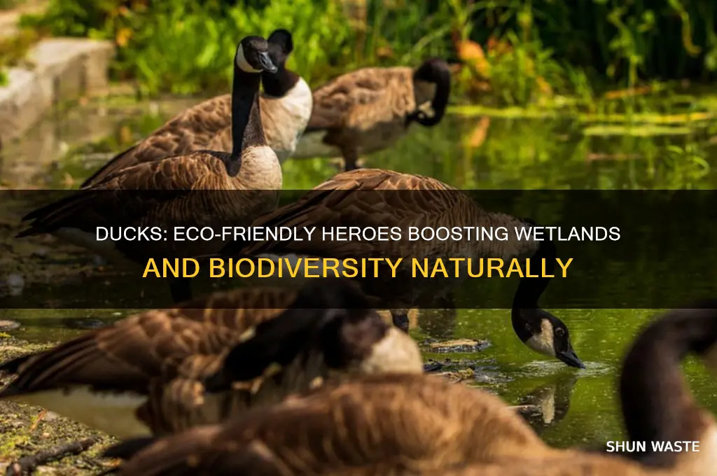 why are ducks good for environment