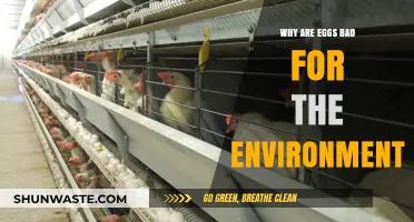 Eggs' Environmental Impact: Uncovering the Hidden Costs of Production