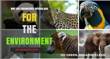 Endangered Species' Decline: Harmful Impacts on Ecosystem Balance and Health