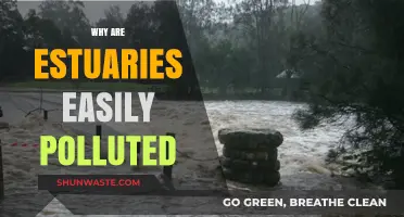 Estuaries at Risk: Understanding Pollution Vulnerabilities in Coastal Ecosystems
