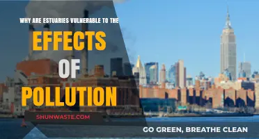 Estuaries in Peril: Understanding Pollution's Devastating Impact on Fragile Ecosystems