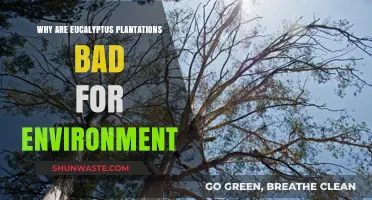 Eucalyptus Plantations: Environmental Impacts and Unsustainable Practices Explained