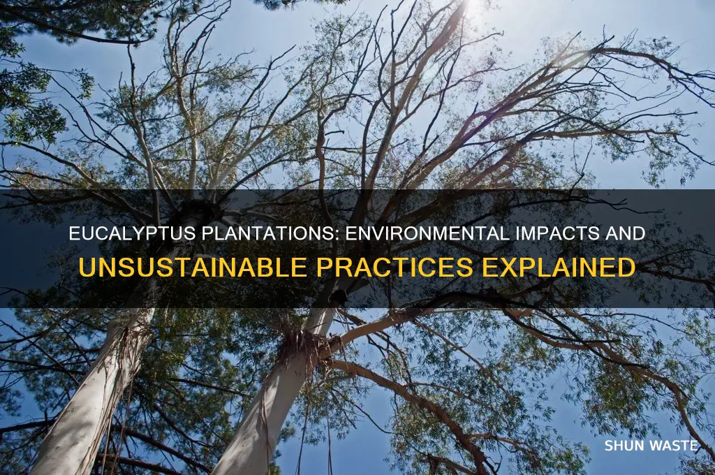 why are eucalyptus plantations bad for environment