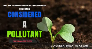 Excess Phosphorus: How a Nutrient Becomes an Environmental Pollutant