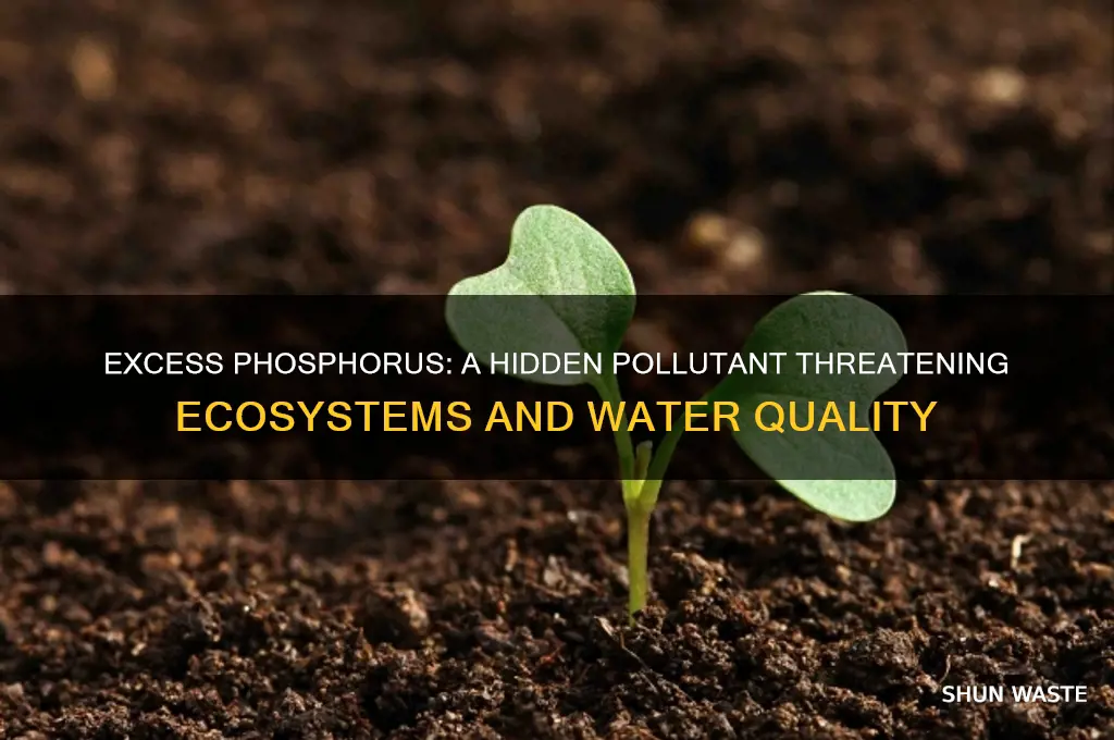 why are excessive amounts of phosphorus considered a pollutant