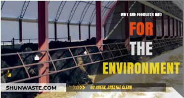 Feedlots' Environmental Impact: Pollution, Emissions, and Unsustainable Practices Explained