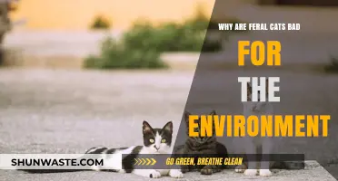 Feral Cats' Environmental Impact: Threats to Wildlife and Ecosystems
