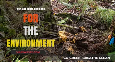 Feral Hogs: Environmental Destruction, Ecosystem Threats, and Agricultural Losses