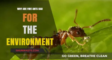 Fire Ants' Environmental Impact: Harmful Effects on Ecosystems Explained