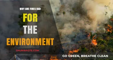 Wildfires' Devastating Impact: How Fires Harm Our Environment and Ecosystems