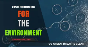 Sustainable Aquaculture: How Fish Farms Benefit Our Environment