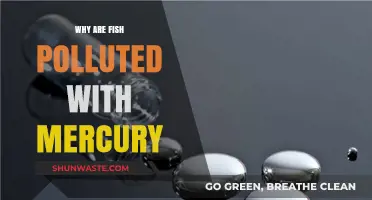 Mercury in Fish: Sources, Risks, and How to Stay Safe