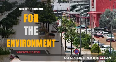 Floods' Devastating Impact: Environmental Consequences and Long-Term Effects