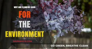 Blooming Benefits: How Flowers Positively Impact Our Environment