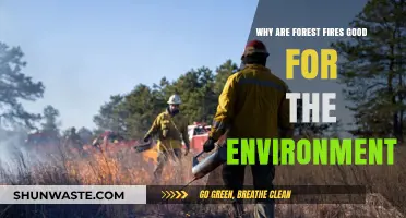 Forest Fires: Unseen Benefits for Ecosystem Renewal and Biodiversity