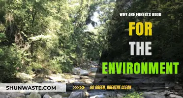 Forests: Earth's Vital Lungs for Climate, Biodiversity, and Sustainability