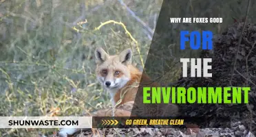 Foxes: Nature's Eco-Heroes and Their Vital Environmental Role