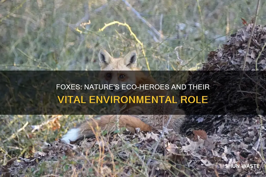 why are foxes good for the environment