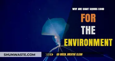 Giant Squids: Unsung Heroes of Ocean Health and Ecosystems