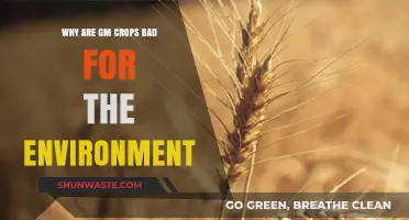 GM Crops' Environmental Impact: Uncovering Hidden Ecological Risks and Harms