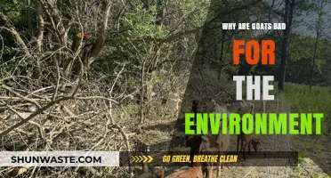 Goats' Environmental Impact: Overgrazing, Soil Erosion, and Ecosystem Disruption Explained