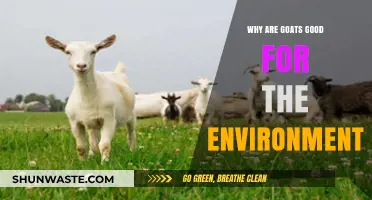Goats' Eco-Friendly Impact: Sustainable Land Management and Biodiversity Benefits