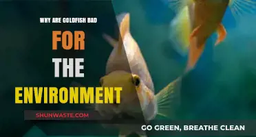 Goldfish Release Harms Ecosystems: Environmental Impact and Invasive Species Risks
