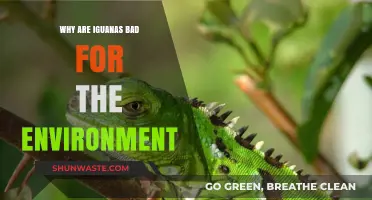 Invasive Iguanas: Environmental Threats and Ecosystem Disruption Explained