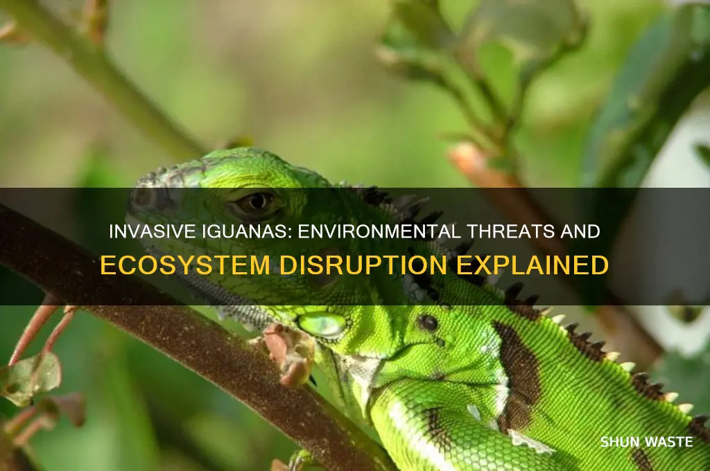 why are iguanas bad for the environment
