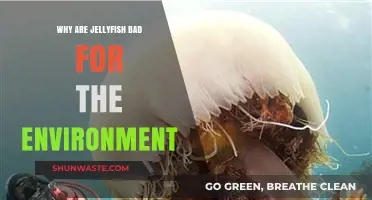 Jellyfish Overpopulation: Environmental Threats and Ecosystem Disruption Explained