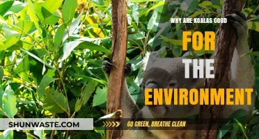 Koalas: Eco-Heroes Saving Forests and Boosting Biodiversity Naturally