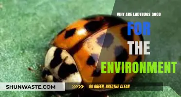 Ladybugs: Nature's Tiny Heroes Boosting Ecosystems and Pest Control