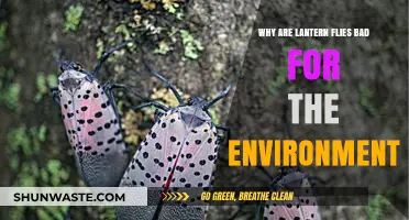 Lantern Flies: Environmental Threats and Their Destructive Impact Explained