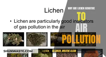Lichen: Nature's Air Pollution Indicator