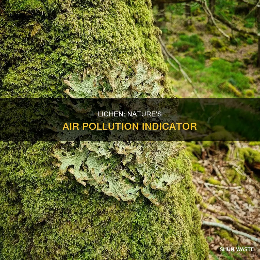 why are lichen sensitive to air pollution