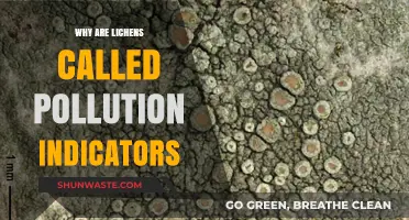 Lichens: Nature's Sensitive Sentinels for Detecting Air Pollution Levels