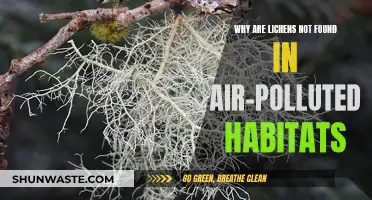 Lichen's Sensitivity: Air Pollution's Impact