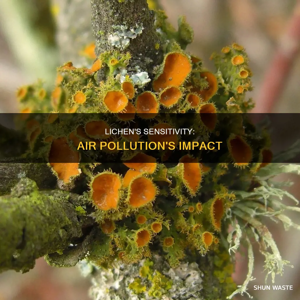 why are lichens not found in air-polluted habitats
