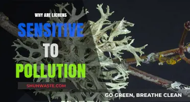 Lichens: Nature's Pollution Detectors and Their Sensitivity Explained