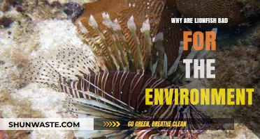 Lionfish Invasion: How This Species Threatens Marine Ecosystems